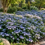 Hortenzia pílovitá (Hydrangea serrata) ‘MAGIC PILLOW’® - výška 30-40 cm, kont. C3L